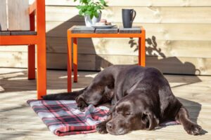 Delightful Dog Friendly Somerset 1 Delightful Dog Friendly Somerset